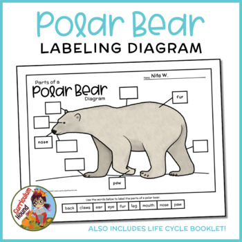 Preview of Polar Bear Labeling Diagram - Polar Bear Worksheet + Life Cycle Booklet