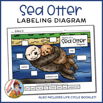 Preview of Sea Otter Labeling Diagram - Parts of a Sea Otter Worksheet + Life Cycle Booklet