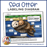 Sea Otter Labeling Diagram - Parts of a Sea Otter Workshee