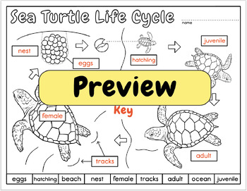 Label a Sea Turtle! Body Parts Diagram by Loreen Leedy | TpT
