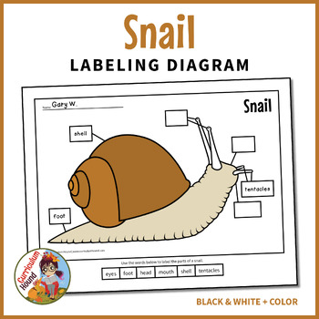 Preview of Snail Labeling Diagram - Label a Snail, Parts of a Snail Worksheet