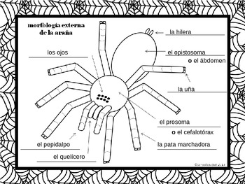 Free Label a Spider ~ Etiquetar la araña [Dual Immersion] by School