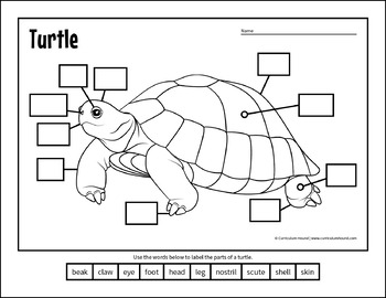 Label a Turtle Diagram - Parts of a Turtle Labeling by Curriculum Hound