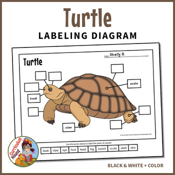 Preview of Turtle Labeling Diagram - Parts of a Box Turtle Worksheet
