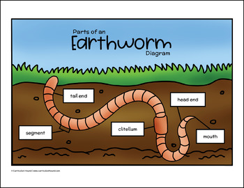 Earthworm Labeling Diagram - Parts of a Worm Worksheet + Life