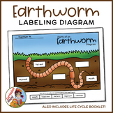 Earthworm Labeling Diagram - Parts of a Worm Worksheet + L