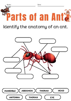 Preview of Label an Insect: Parts of an Ant Activities - Ant Diagram - Worksheets and EASEL