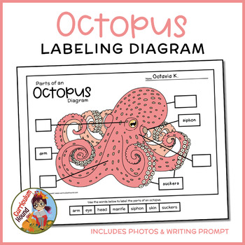 Preview of Octopus Labeling Diagram - Parts of an Octopus Worksheet + Writing Prompt