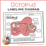 Octopus Labeling Diagram - Parts of an Octopus Worksheet +