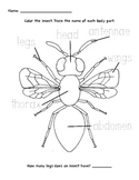 Label and Color an Insect