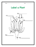 Label parts of a plant - 3 worksheets