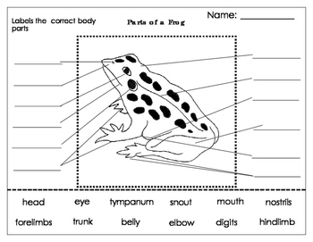 Label parts of an Amphibian:Frog by Green Tree Montessori Materials