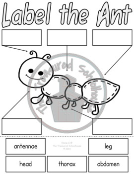 Label the Ant Cut and Paste or Write Worksheets by The Treasured ...
