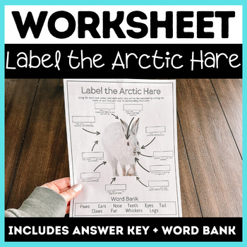 Preview of Label the Arctic Hare Anatomy Worksheet (Includes Answer Key)