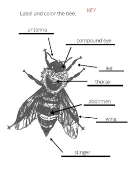 Label the Body Parts of a Bee -Science Biology or Word Writing Practice ...