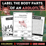 Label the Body Parts of an Axolotl (Word Search, Labeling,