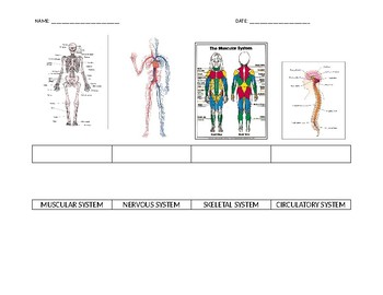Preview of Label the Body Systems