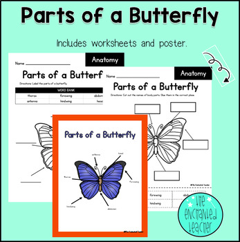 Label the Butterfly Worksheets and Poster | Spring Science | TPT