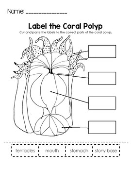 Label the Coral Polyp