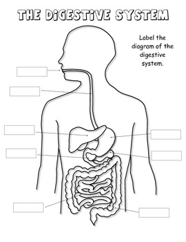 Label the Digestive System Diagram by Curly Que Science | TPT