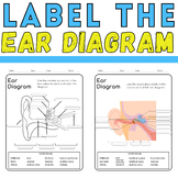 Label the Ear Diagram: Auditory Anatomy Coloring Activity 
