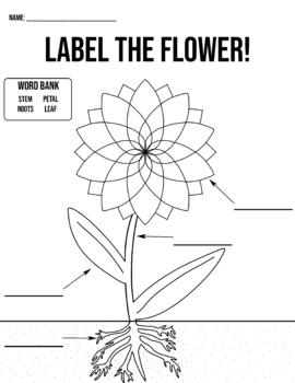 Preview of Label the Flower Activity - With A Word Bank