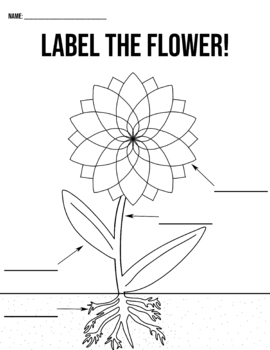 Preview of Label the Flower Activity - Without A Word Bank