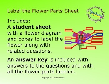 Preview of Label the Flower Parts Diagram and Corresponding Questions