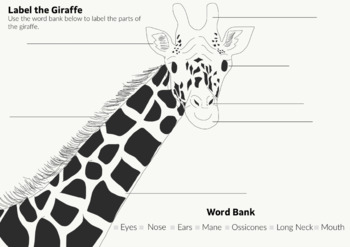 Preview of Label the Giraffe with Word Bank