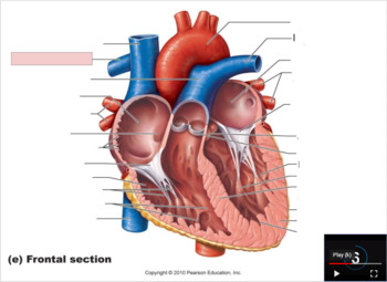 Preview of Label the Heart Practice (iphone ready)