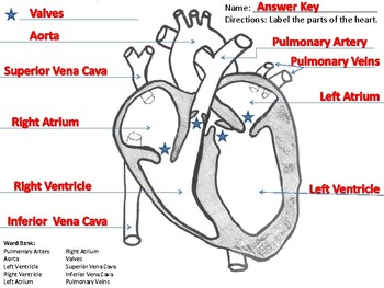 Label the Heart Worksheet by Alexis Forgit | Teachers Pay Teachers