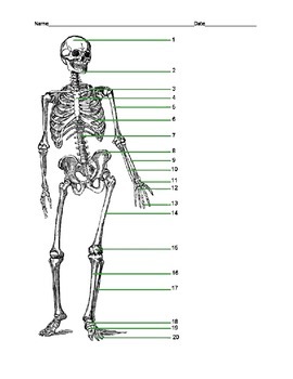 Preview of Label the Human Skeleton with KEY