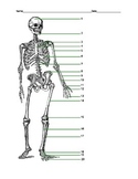 Label the Human Skeleton with KEY