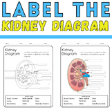 Label the Kidney Diagram: Renal Anatomy Coloring Activity 