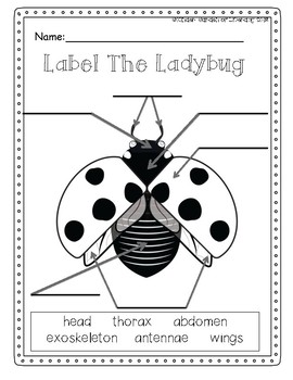 Ladybug Label It by Kinder-Garden of Literacy | Teachers Pay Teachers