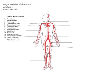 Preview of Label the Major Arteries of the Human Body