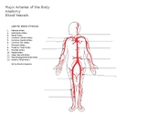 Label the Major Arteries of the Human Body