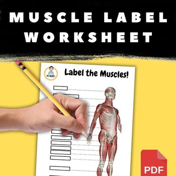 Preview of Label the Muscles Worksheet with Answer Sheet | Health & PE Anatomy Resources