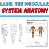 Label the Muscular System: Anatomy Coloring Activity: End 
