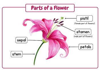 Label the Parts of A Flower - From Simple to Advanced: Posters & Worksheets