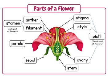 Label the Parts of A Flower - From Simple to Advanced: Posters & Worksheets