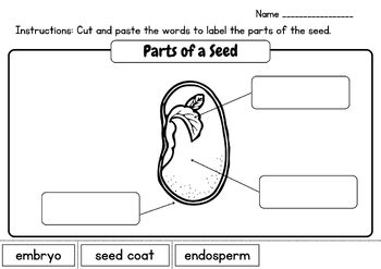 Label the Parts of A Seed - Matching Vocabulary Cards, 2 Posters & 4 ...