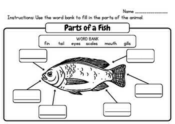 Label the Parts of Animals - Fish, Reptile, Amphibian, Mammal, Bird