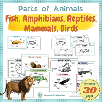 Preview of Label the Parts of Animals - Fish, Reptile, Amphibian, Mammal, Bird