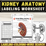 Label the Parts of Human Kidney Anatomy: End of The year A