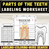 Label the Parts of Human Teeth:Dental Anatomy September Ac