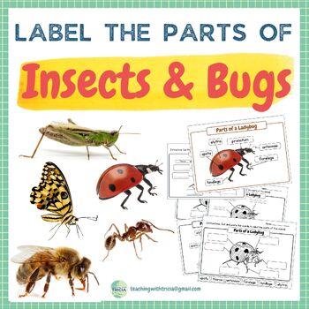 Preview of Label the Parts of Insects/Bugs- Butterfly, Honey Bee, Ladybug, Ant, Grasshopper