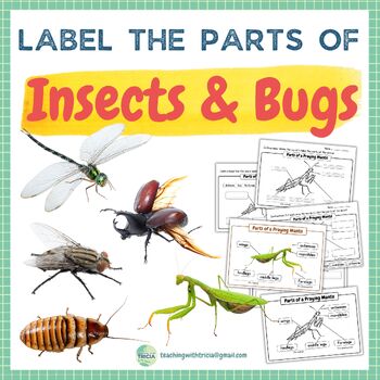 Preview of Label the Parts of Insects/Bugs - Dragonfly, Rhinoceros Beetle, Housefly,...
