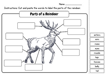 Animal Anatomy - Label the Parts of Reindeer: Posters & Worksheets