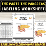 Label the Parts of The  Human Pancreas Anatomy: Activities